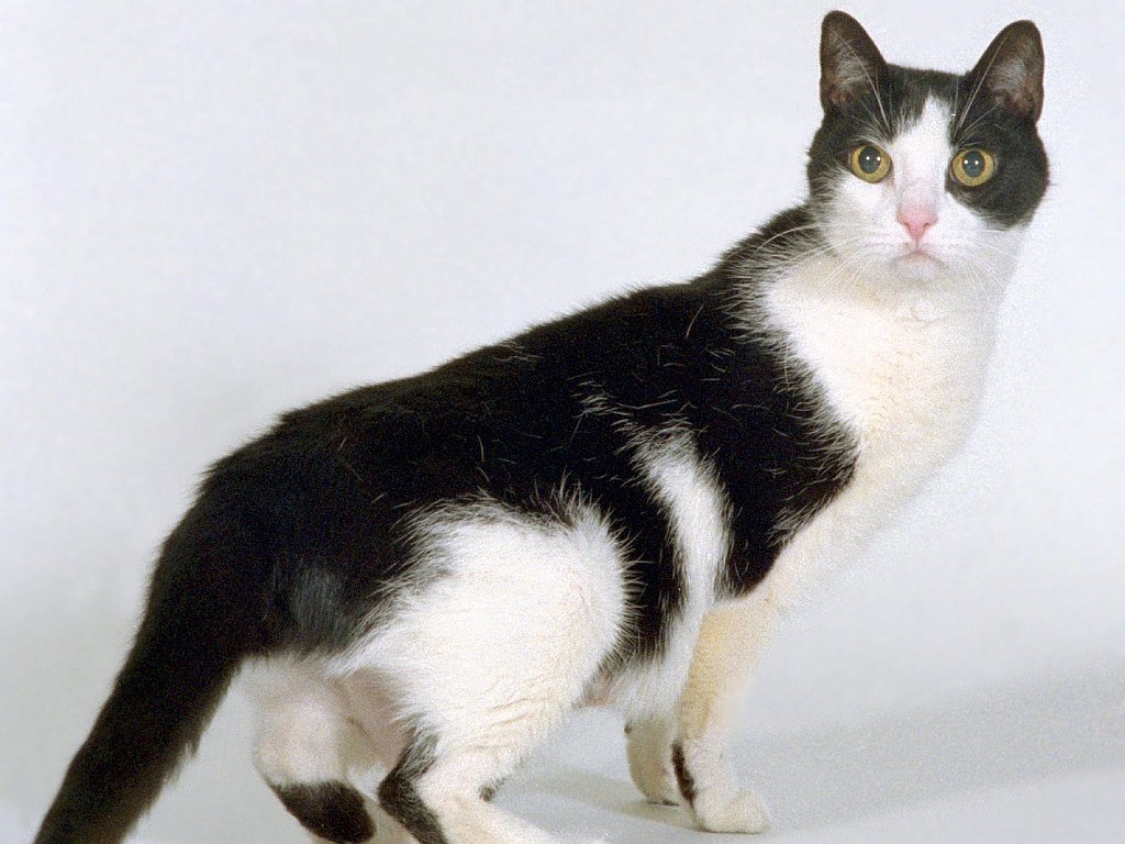 Did You Say Tuna_ Domestic Shorthair